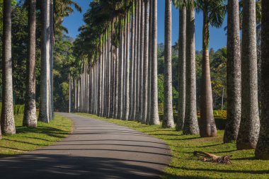Peradeniya. Kandy, Sri Lanka.
