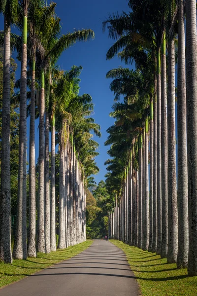 Peradeniya. Kandy, Sri Lanka. — Stok fotoğraf