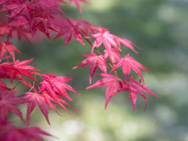 Kırmızı Japon akçaağaç yaprakları  