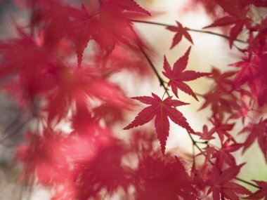 Kırmızı Japon akçaağaç yaprakları 