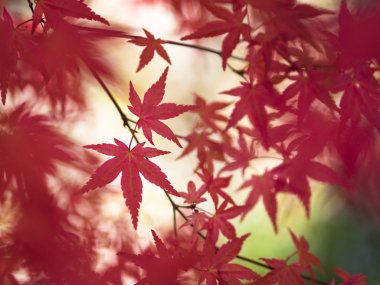 Kırmızı Japon akçaağaç yaprakları  