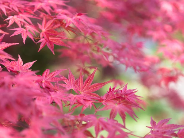 red japanese maple leaves