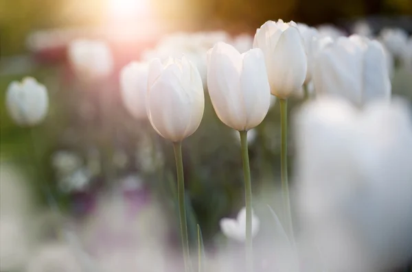 Fondo tulipanes flor — Foto de Stock