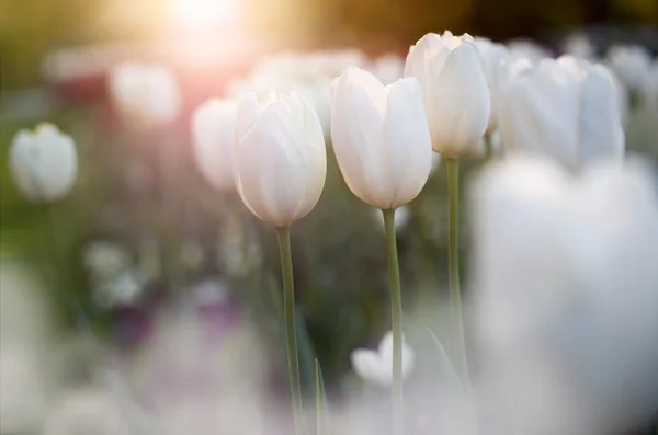 Flower tulips background