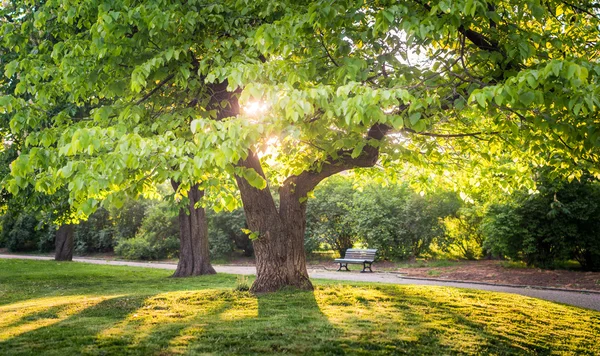 Scenic park with bench — Stock Photo, Image