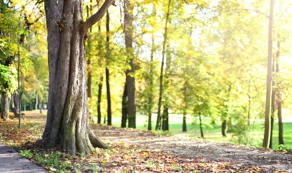 Sonbahar parkında yaşlı ağaç — Stok fotoğraf