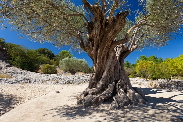 Alter Olivenbaum an sonnigem Tag — Stockfoto