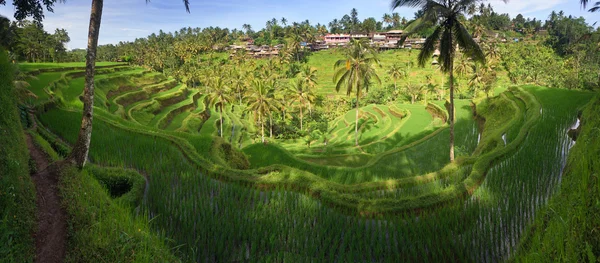 Terrassen risfält i Indonesien. — Stockfoto