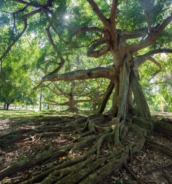 Kandy Kraliyet Botanik Bahçesi.
