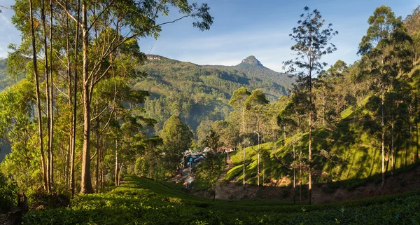 Panorama of Dalhousie town with Adams peak — Stock Photo, Image