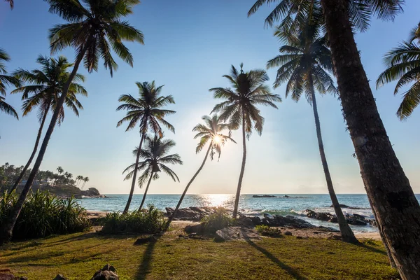 Palmiers en Sri Lanka, Miri — Photo