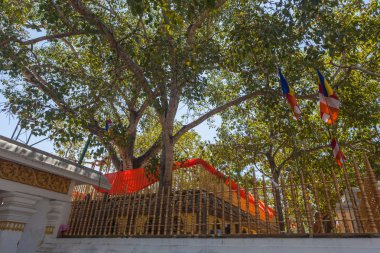 Sri Maha Bodhi Tapınağı