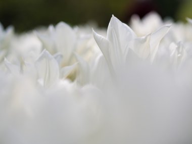 Güzel Beyaz Lale çiçek