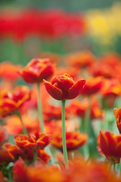 Beautiful red tulip flowers — Stock Photo, Image