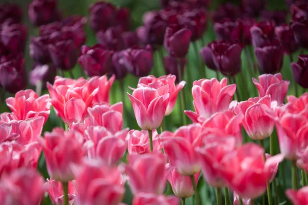 Schöne rosa und lila Tulpenblüten — Stockfoto
