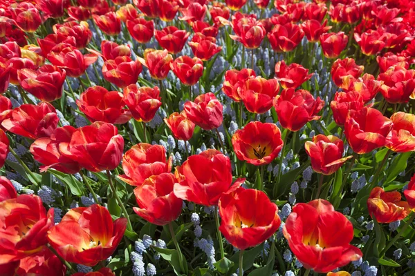 Beautiful red tulip flowers — Stock Photo, Image