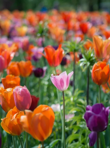 Schöne farbige Tulpenblüten — Stockfoto