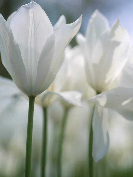 Beautiful white tulip flowers — Stock Photo, Image