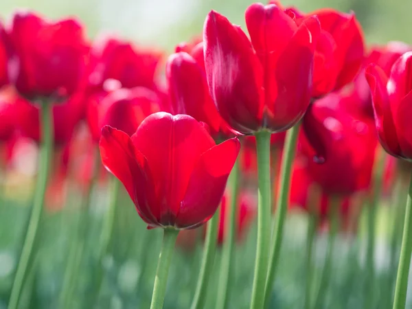 Beautiful red tulip flowers — Stock Photo, Image