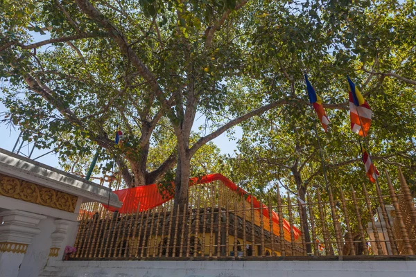 O templo de Sri Maha Bodhi — Fotografia de Stock