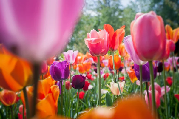 Beautiful red and pink tulip flowers — Stock Photo, Image