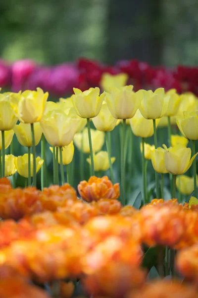 Piękny pomarańczowy i żółty tulipan kwiaty — Zdjęcie stockowe