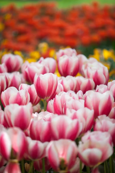 Schöne rosa und weiße Tulpenblüten — Stockfoto