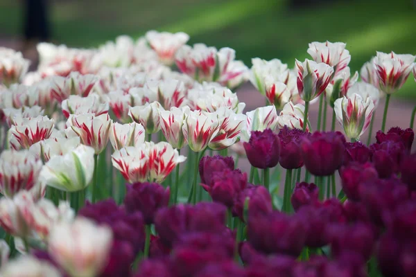 Belas flores de tulipa roxa — Fotografia de Stock