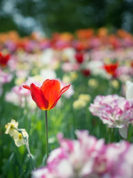 Beautiful colored tulip flowers — Stock Photo, Image