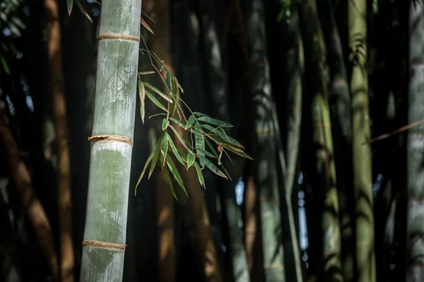 Bosque gigante de bambú en Kandy — Foto de Stock