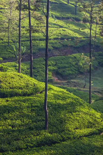 Plantações de chá verde — Fotografia de Stock