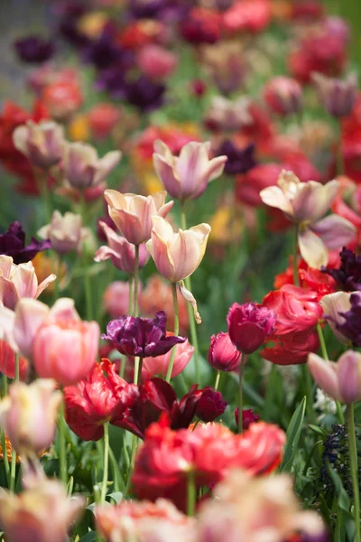 Красивые цветные цветы тюльпана — стоковое фото