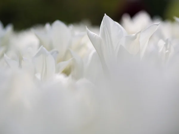 Schöne weiße Tulpenblüten — Stockfoto