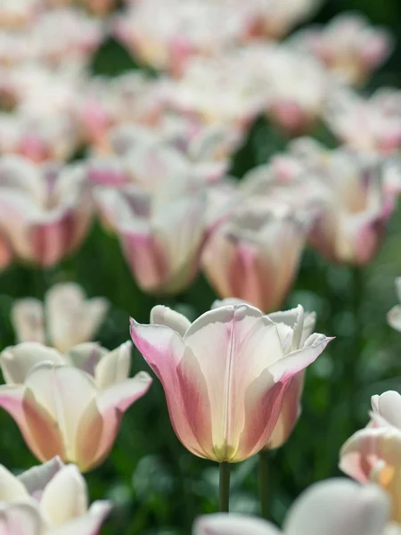 Schöne weiße Tulpenblüten — Stockfoto