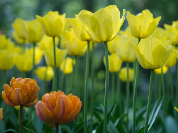 美丽的黄色郁金香花 — 图库照片