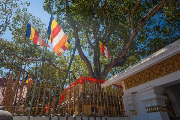 Le temple de Sri Maha Bodhi — Photo