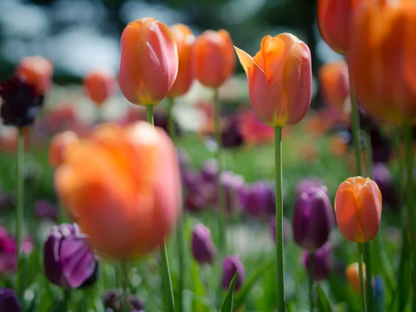 Beautiful orange and purple tulip flowers — Stock Photo, Image