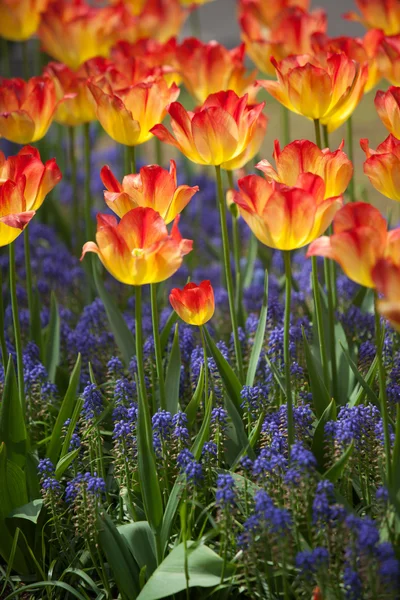 Schöne gelbe und rote Tulpenblumen — Stockfoto