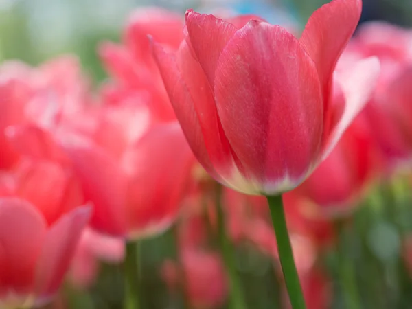 美丽的粉红色郁金香花 — 图库照片