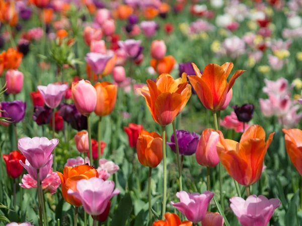 Schöne farbige Tulpenblüten — Stockfoto