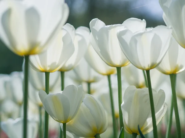 美丽的白色郁金香花 — 图库照片