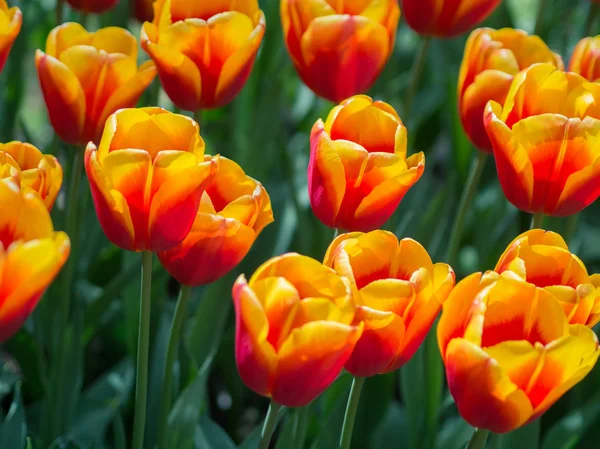 Beautiful red and yellow tulip flowers — Stock Photo, Image