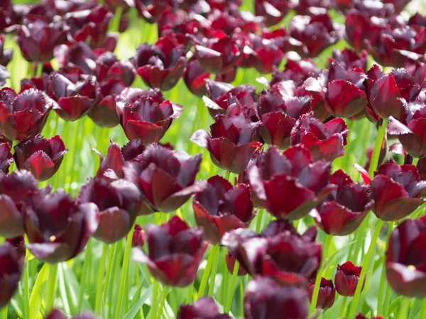 Vackra lila tulpan blommor — Stockfoto