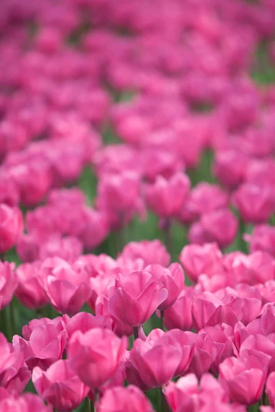 Красивые розовые цветы тюльпана — стоковое фото