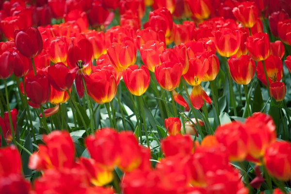 Beautiful red tulip flowers — Stock Photo, Image