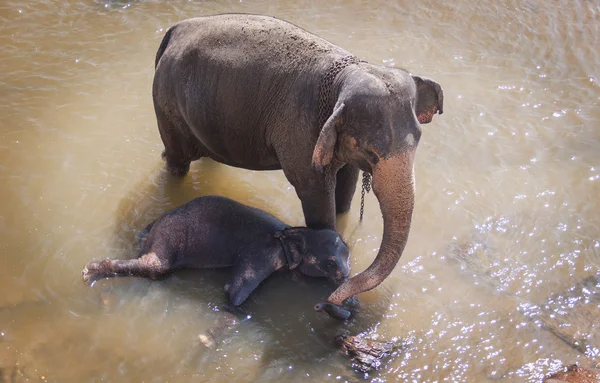 Família de elefantes tomar um banho no rio , — Fotografia de Stock