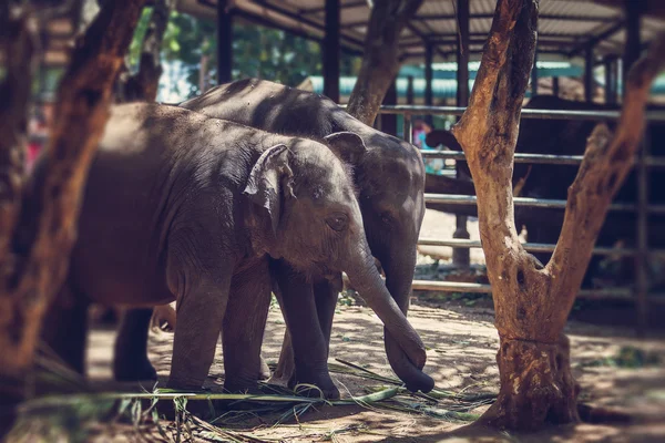 Elephant babies with tangled trunks, — Stock Photo, Image