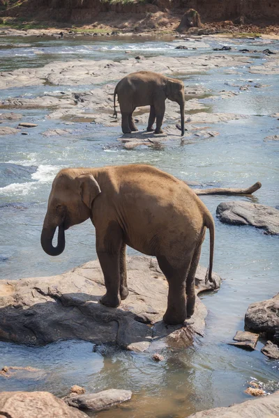 Elephant family take a bath in the river, — Stock Photo, Image