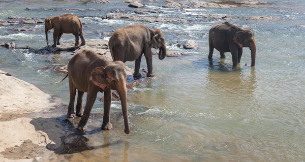 Elephants family take a bath in the river — Stock Photo, Image