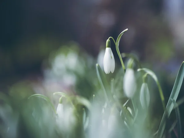 स्नोड्रॉप फुले पार्श्वभूमी — स्टॉक फोटो, इमेज